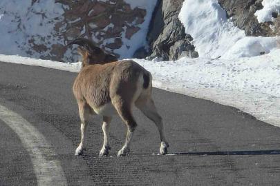 Koruma altındaki dağ keçileri Bayburt’un farklı noktalarında görüldü