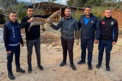 Kumluca’da yaralı atmaca tedavisi sonrası doğaya bırakıldı