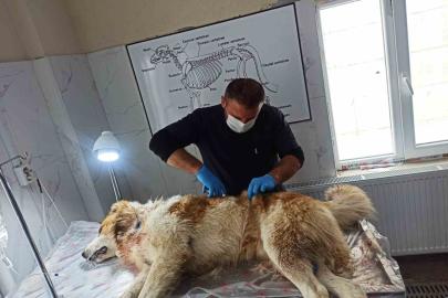 Kurdun saldırısına uğrayan köpek yaralandı