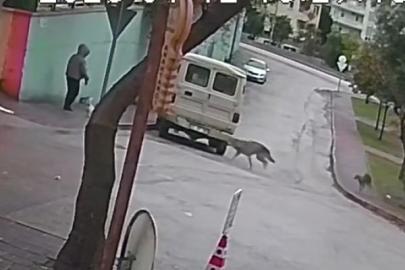 Kurt köpeklerinin saldırı anı kamerada: Küçük köpeği bulunan kadını yere düşürdüler