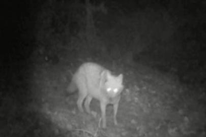 Kurt ve çakal aynı fotokapanda