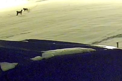 Kurtlarla dövüşen köpekten geriye postu kaldı