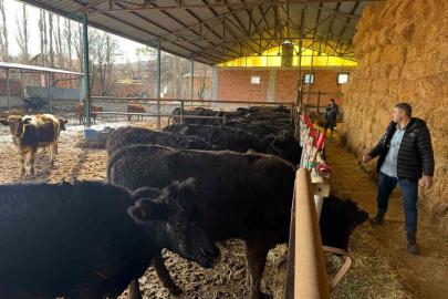 Kütahya’da teslim edilen büyükbaş hayvanların kontrol ve muayeneleri yapıldı