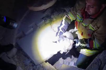 Kuyuya düşen yavru köpeği itfaiye kurtardı