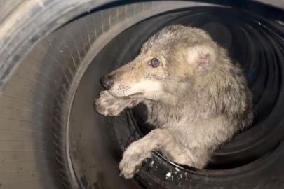 Lastikçiye giren kurt paniğe neden oldu