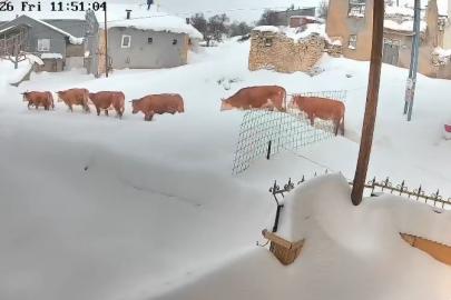 Malatya’da büyükbaş hayvanların karla mücadelesi görüntülendi