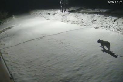 Malatya’da ‘vaşak görüntülendi