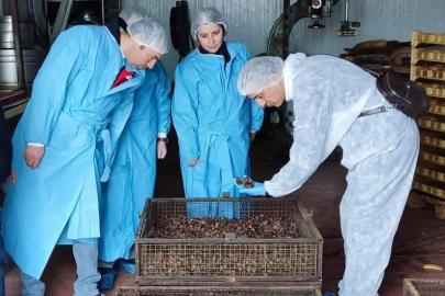 Mama hammadde üretim tesisinde inceleme