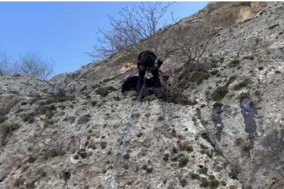 Mardin’de dağda mahsur kalan keçiyi AFAD ekipleri kurtardı