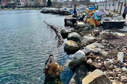 Marmara Denizi’nde feribot trafiği için tehlike oluşturan yüzen ağaç kıyıya çekildi