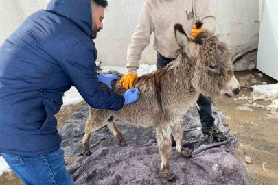 Mazıdağı Belediyesinin "sahip çıkıldı" dediği sıpa sokağa terk edildi