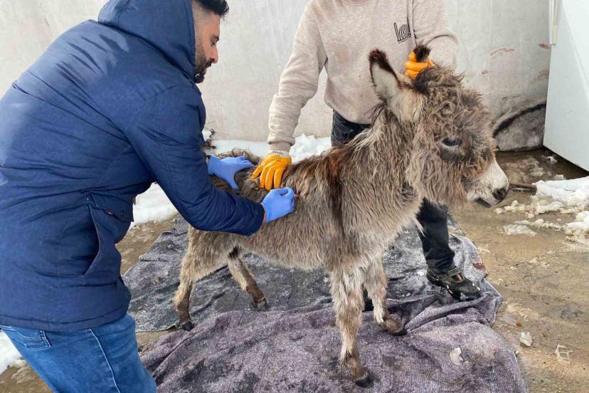 Mazıdağı Belediyesinin "sahip çıkıldı" dediği sıpa sokağa terk edildi