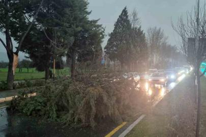 Menteşe’de şiddetli fırtınada ağaç devrildi, trafik durdu