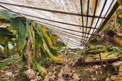 Mersin’de dolu sera çökertti, bahçelere zarar verdi