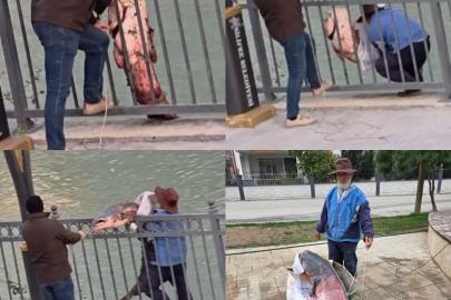 Mersin’de Göksu Nehri’nde yakalanan dev yayın balığı güçlükle kıyıya alındı