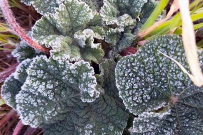 Muğla’nın sahil kesimlerine zirai don uyarısı