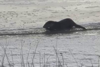 Murat Nehri’nde su samurları görüntülendi