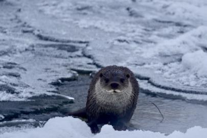 Muş’ta buz tutan Karasu Nehri’nde su samuru görüntülendi