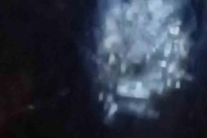 Muş’ta nehir kıyısında su samurları görüntülendi