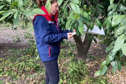 Narenciye bahçeleri kontrol edildi