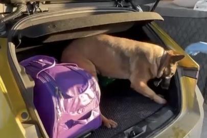 Narkotik dedektör köpeği Pera, araca saklanmış uyuşturucuyu buldu