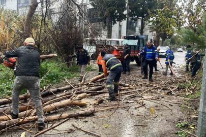 Nazilli Belediyesi’nden devrilen ağaçlara hızlı müdahale