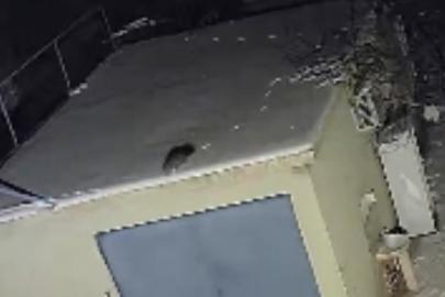 Nesli tükenme tehlikesi altında olan sansar görüntülendi