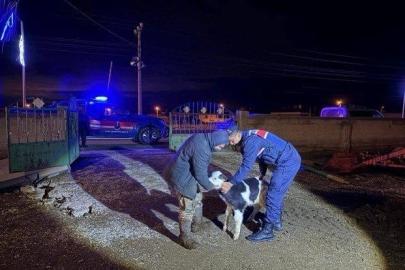 Nevşehir’de büyükbaş hayvan hırsızları jandarmadan kaçamadı