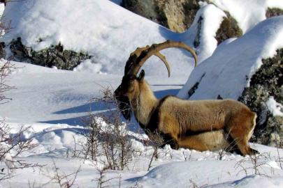Niğde’de yaban keçisi sayısı artış gösterdi