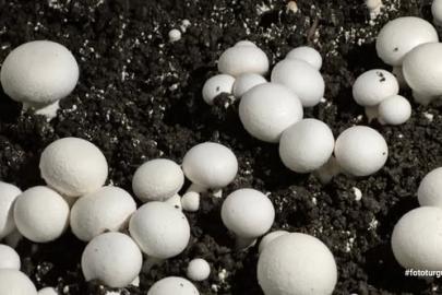 Öğrencilerin yetiştirdiği kültür mantarı hasadı yapıldı