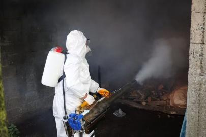 Ordu’da kahverengi kokarcaya karşı 300 binden fazla kışlak ilaçlanıyor