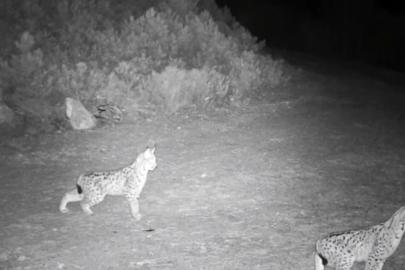 "Ormanın hayaleti" vaşak görüntülendi