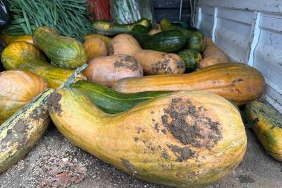 Osmangazi’de 30 kilogramlık Kıbrıs bal kabağı yetiştirildi