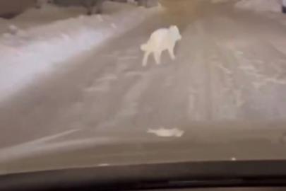 Patnos ilçe merkezinde kurt görüldü