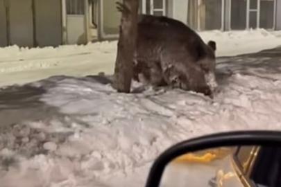 Patnos ilçe merkezinde yaban domuzu görüldü