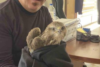 Payas’ta yaralı şahin bulundu