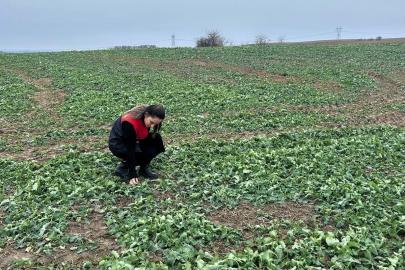 Pehlivanköy’de anıza ekim yapılan kanola tarlasında bitkinin fizyolojik gelişimi incelendi