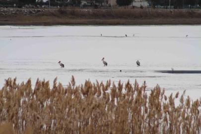 Pelikanlar, kıyıları buzla kaplanan gölde görüntülendi, kuş severler kıyıya akın etti