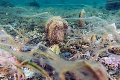 Pinalar son sığınağı Marmara’da çoğalıyor; umut oluyor