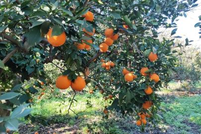 Portakal çalarken suçüstü yakalanan 5 şahıs yakalandı