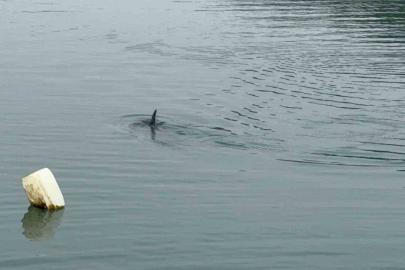 Sahil güvenlikten nefes kesen yunus kurtarma operasyonu