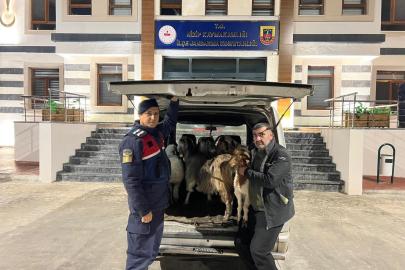 Sahte para ile hayvan alarak besiciyi dolandıran şahıslar yakalandı