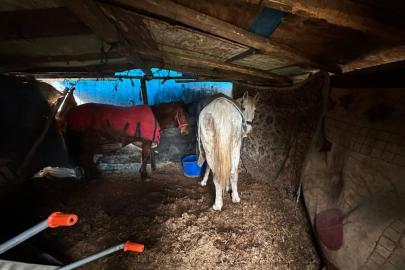 Sakarya’da otoyol kenarındaki kemikler jandarmayı at kasaplarına götürdü
