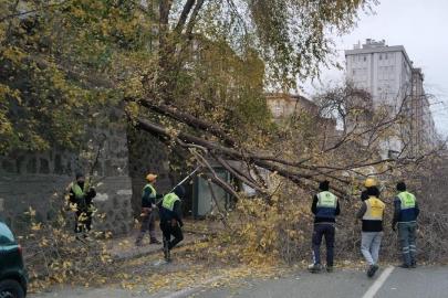 Samsun’da şiddetli rüzgar ağacı devirdi