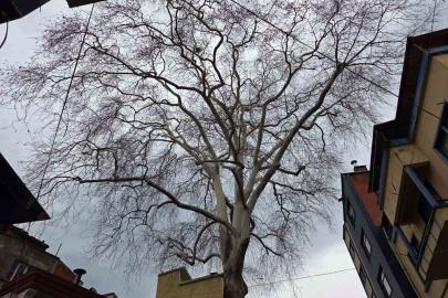 Samsun’un koruma altındaki 11 çınarından biri 160 yıldır dimdik ayakta