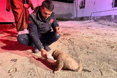 Şanlıurfa’da 20 metrelik sondaj kuyusuna düşen yavru köpek kurtarıldı