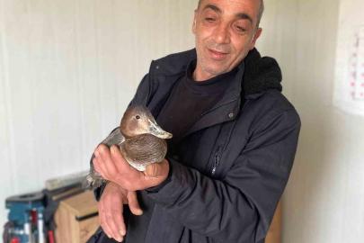 Şantiyede yaralı halde bulduğu ördeğe çocuğu gibi baktı