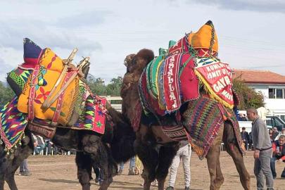 Şap hastalığı deve güreş gösterilerine de sekte vurdu