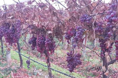 Sarıgöl’de 2025 yılı üzümleri dalında bekletip 2026’nın ilk günü hediye etti