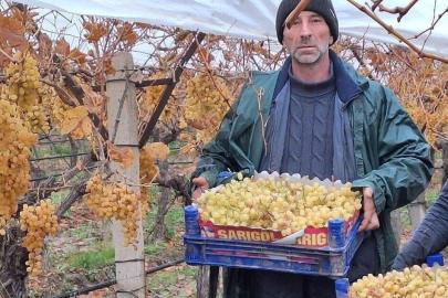 Sarıgöl’de üzüm hasadında sona gelindi